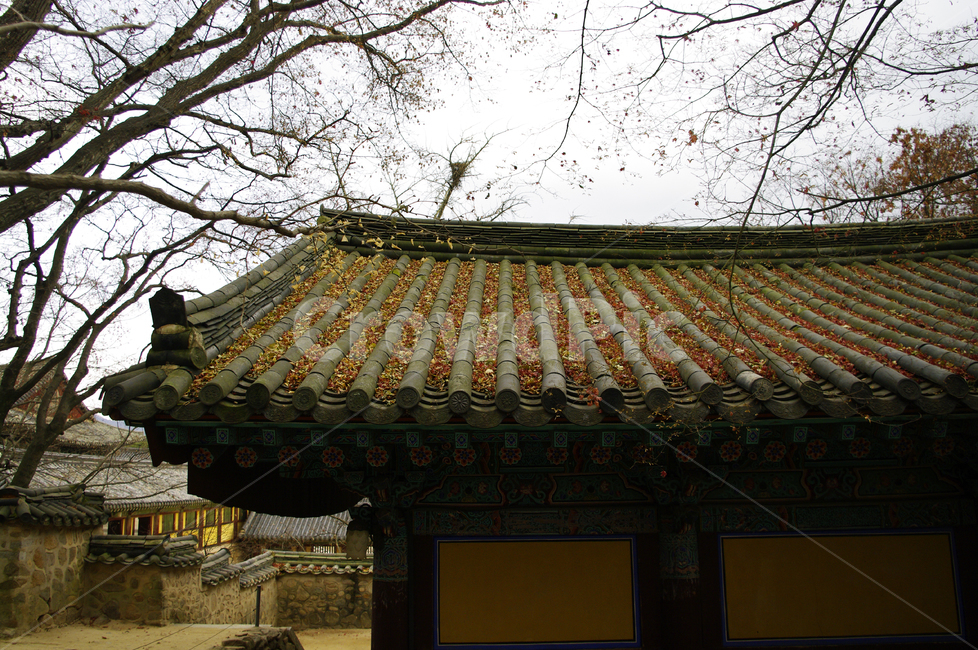 식물,plant,나무,하늘,구름,기와지붕,낙엽,가을,fall,가을,계절,fall,autumn,season,한국전통,한국문화,korean traditional,korean culture,건축물,건물외관,exterior,building,structure,architecture,construction,roof,지붕