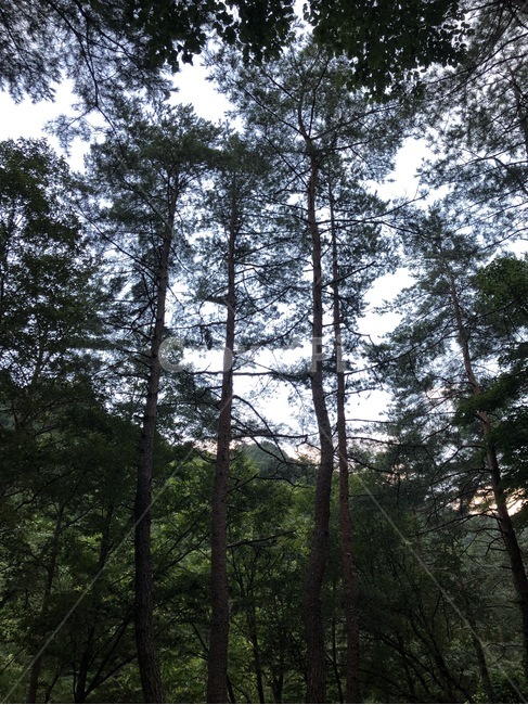 여름,휴가,산,나무,식물,하늘,자연,초록,summer,natsu,vacation,kyuuka,mountain,yama,tree,ki,plants,shokubutsu,sky,sora,nature,green,midori,자연,풍경,nature,landscape,plant,fir,전나무,conifer,구과 식물