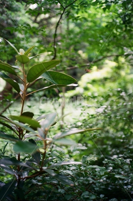 나무,풍경,풀,숲,초록,필름사진