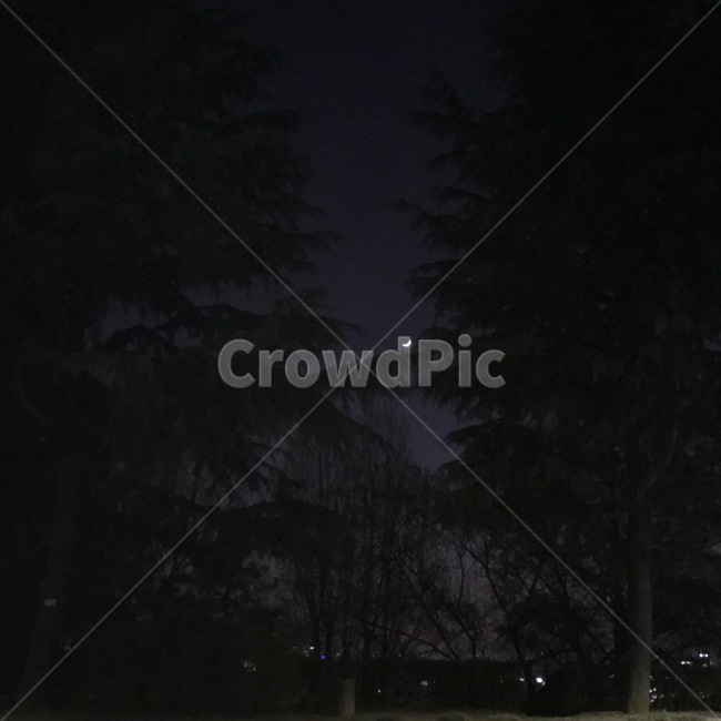 밤,달,나무,배경,night,moon,자연,풍경,nature,landscape,야경,밤,nightscape,night,식물,plants,나무,trees,wood,outdoors,옥외