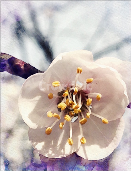 봄,벚꽃,벚꽃축제,꽃잎,꽃,꽃술,꽃놀이,나들이,봄,계절,spring,season,식물,자연,plants,nature,꽃,flower,plant