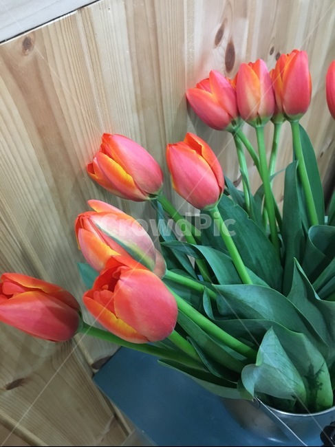 plant,식물,flower,blossom,꽃,튤립,tulip,꽃,flower