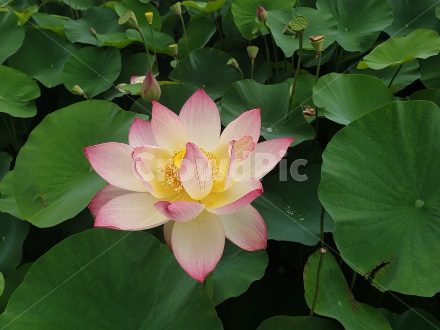 수련,연꽃,꽃,자연,flower