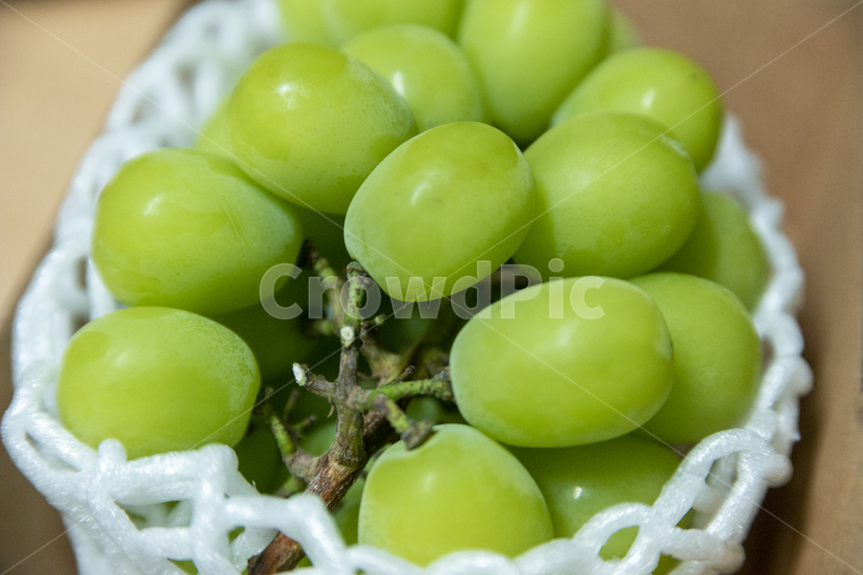 샤인머스캣,샤인머스캣,포도,과일,망고,봄,fruit,디저트,dessert,자연,nature,raisin,grape,mango,초록,건강,식품,grapes,식물,health,wellbeing,웰비잉,fit,당,shine,muscat,shinemuscat,green,패키지,음식,eat,food