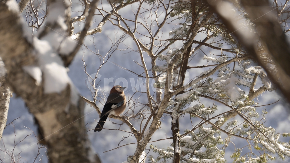 새,겨울산,눈산,풍경,자연,나무,눈꽃,산행,여행,겨울,계절,winter,season,동물,animal,조류,새,birds