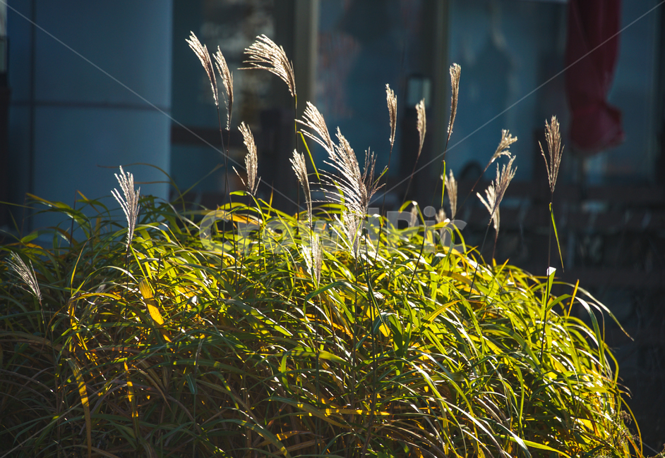 갈대,야생화,갈대꽃,가을,계절,자연,식물,가을,계절,fall,autumn,season,식물,자연,plants,nature,grass,잔디,plant,lawn