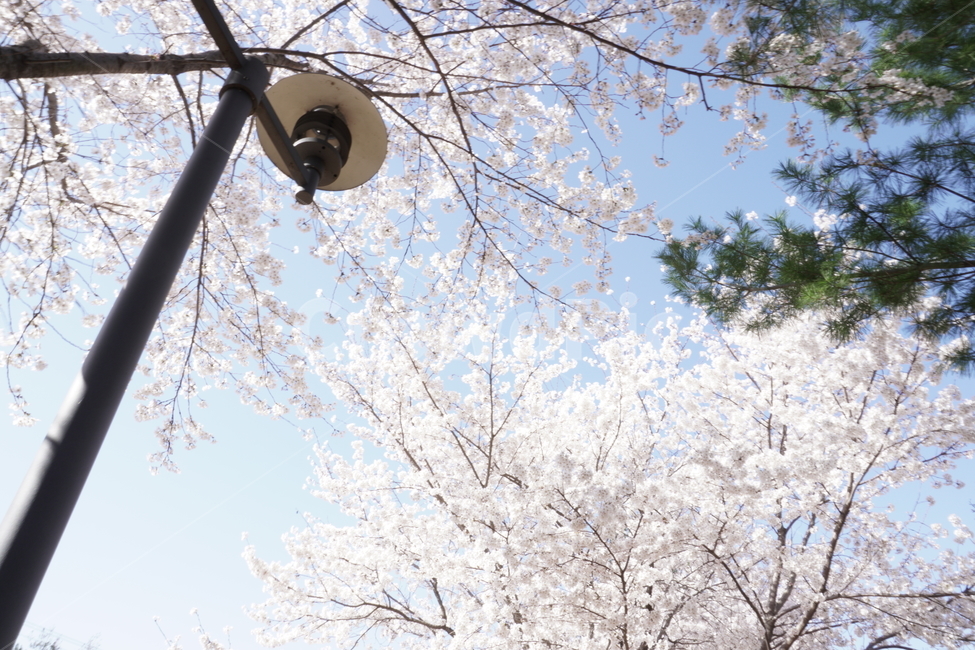 wait,warmth,Spring news,in full bloom,expectation,pink flower,cherryblossoms,flower,spring,spring flowers,season,Emotion,spring season,cherry blossom