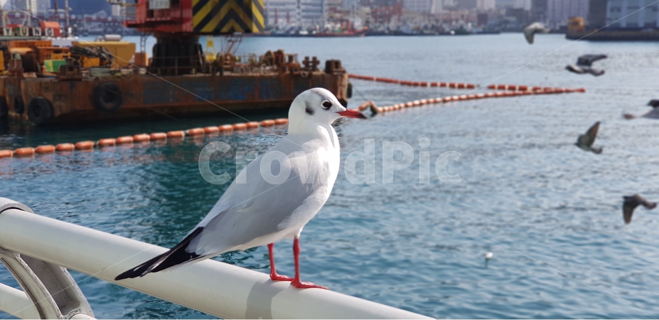 갈매기,바닷가,바다,부두,항구,동물,animal,조류,새,birds