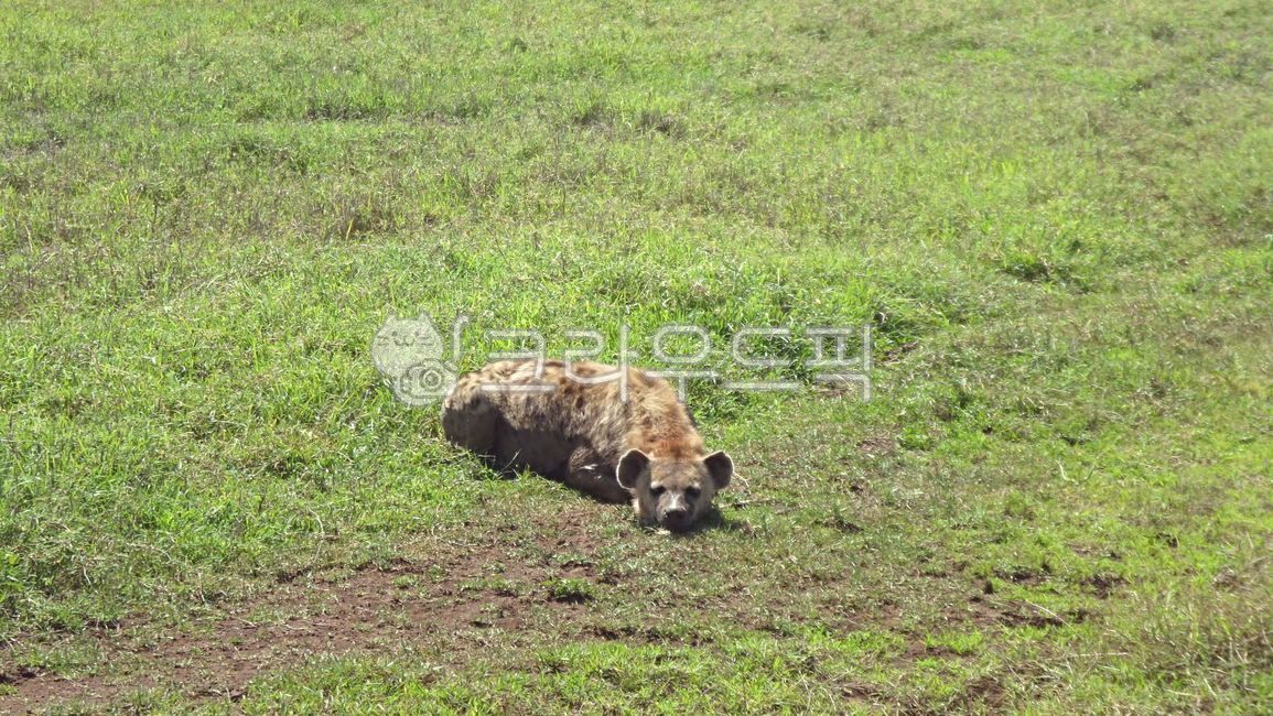세렝게티,하이에나,야생동물,사파리,무기력,아프리카초원,눈맞춤