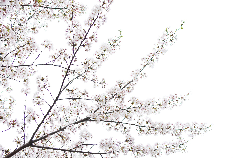 공원,봄,벚꽃,꽃,꽃사진,봄,계절,spring,season,식물,자연,plants,nature,꽃,flower,나무,trees,wood,plant,blossom