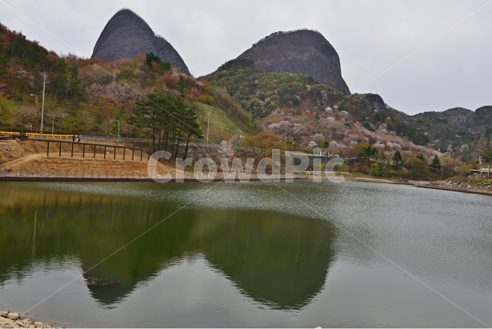 전북,진안,마이산,plant,식물,nature,자연,outdoors,water,옥외,물,경치,경관,풍경,사양제,반영,벚꽃,산벚꽃,봄,계절