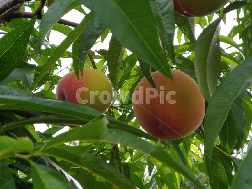 식물,plant,과일,produce,복숭아,청도