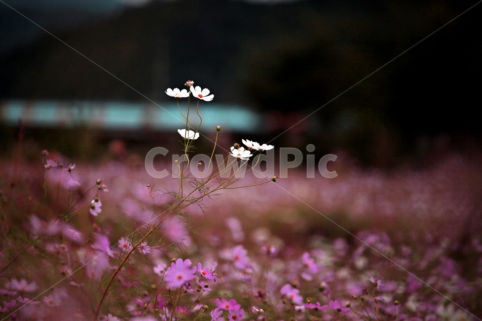 코스모스,식물,꽃,축제,풍경,가을,계절,fall,autumn,season,식물,자연,plants,nature,꽃,flower,plant
