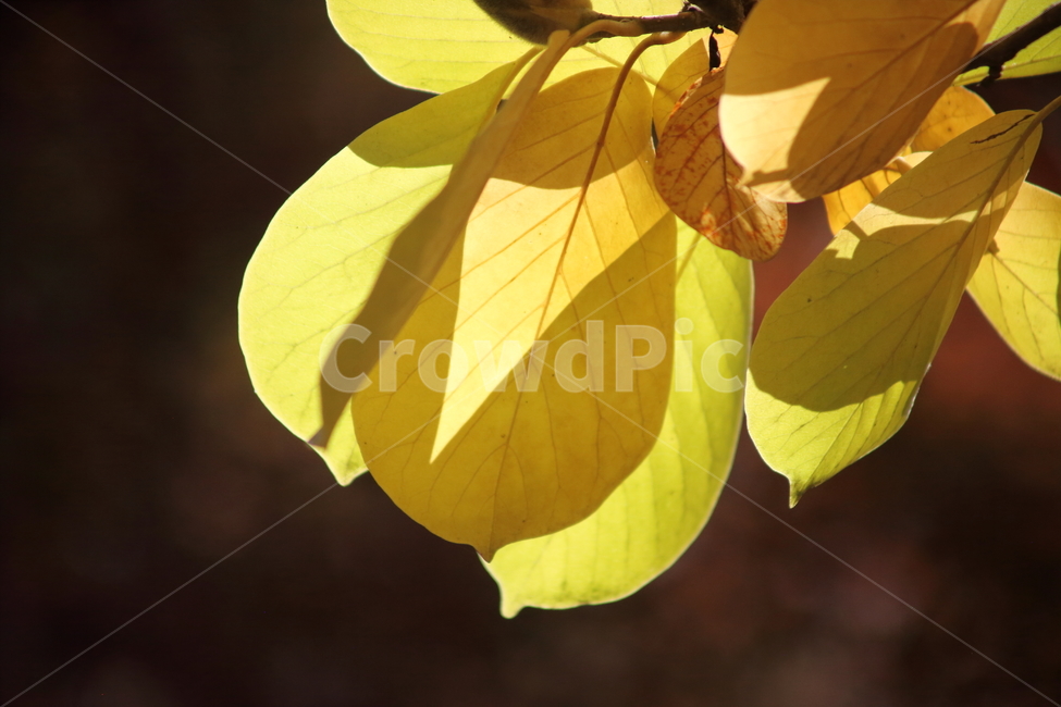 목련,단풍,엽록소,가을,redleaves,가을,계절,fall,autumn,season,식물,자연,plants,nature