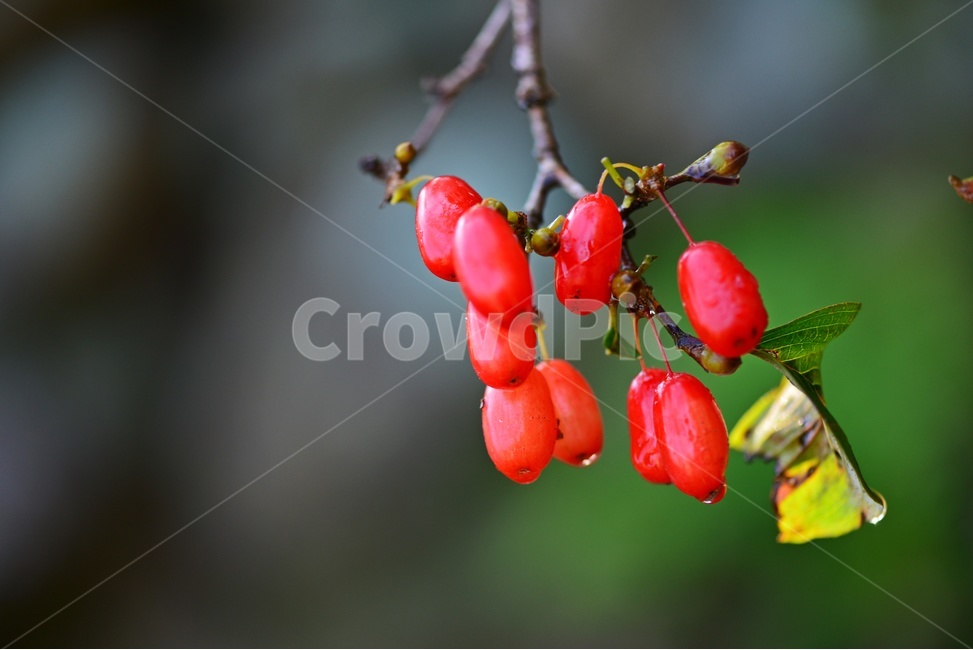 plant,식물,food,음식,fruit,과일,산수유,열매,산수유열매,약용식물,건강식품,결실,빨강색,비,물방울,가을,과일,열매,fruit