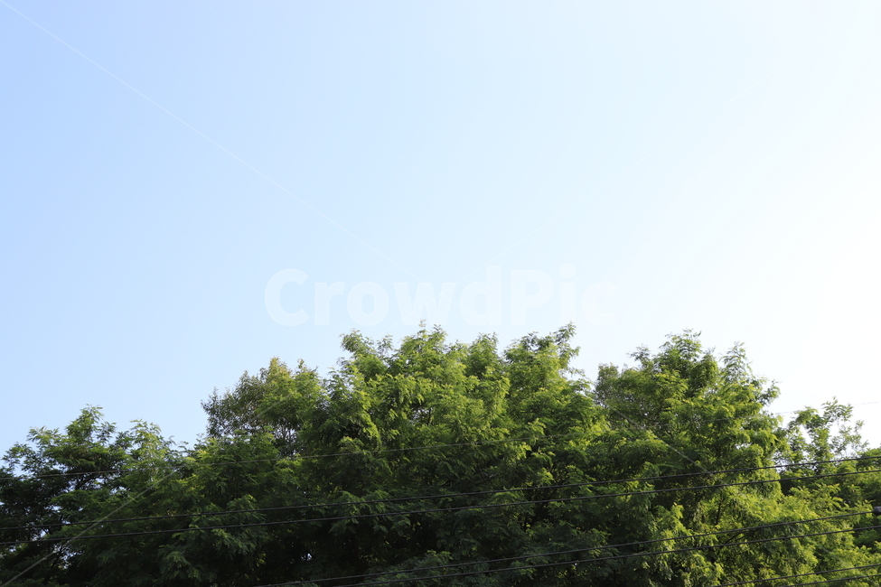 하늘,sky,bluesky,cloud,구름,배경,background,plant,식물,tree,나무