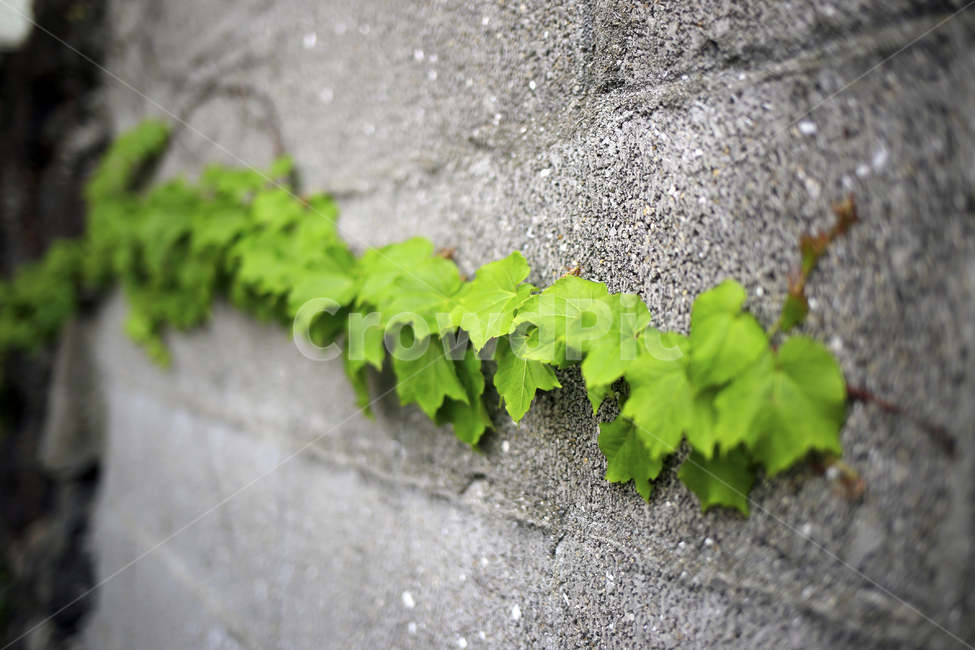 담쟁이,초록,벽,당쟁이넝쿨,식물,담,식물,자연,plants,nature