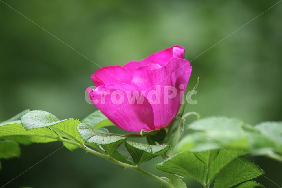 해당화,꽃,봄,장미과,rosarugosa