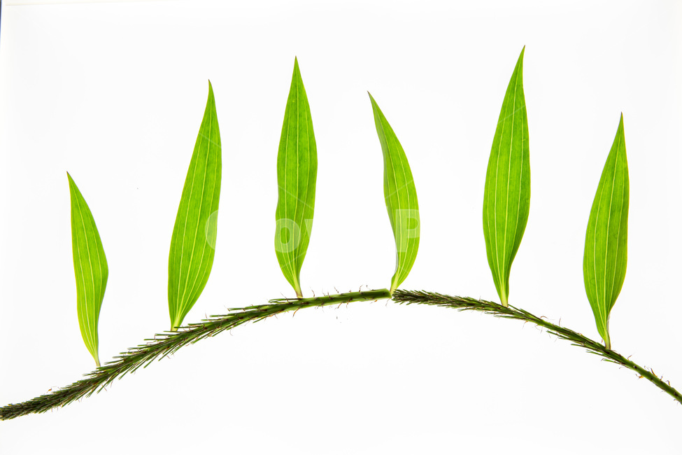 감성,생명,봄,자연,잎,풀잎,나뭇잎,가로수,식물,자연,plants,nature,누끼,remove background