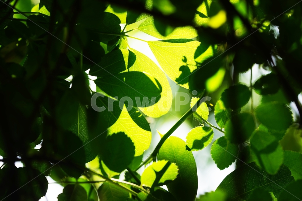나무잎,나뭇잎,나무,잎새,햇살,식물,자연,plants,nature