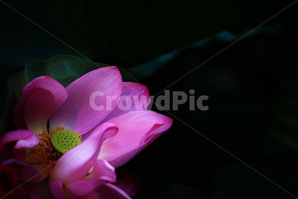 식물,연꽃,꽃,flower,flowerage,식물,자연,plants,nature,꽃,flower
