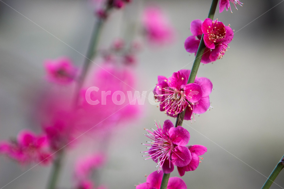 매화,매화꽃,매화나무,봄꽃,꽃,봄날,봄,계절,spring,season,식물,자연,plants,nature,꽃,flower,geranium,제라늄,plant,blossom