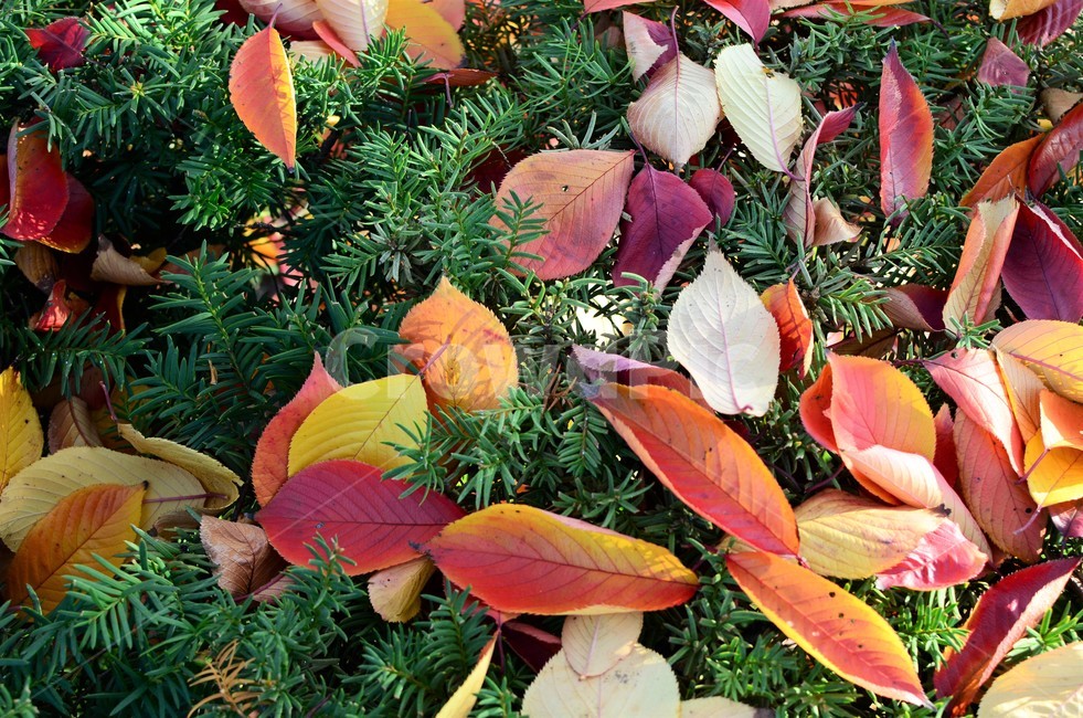 낙엽,가을,가을낙엽,나뭇잎,단풍,자연,fall,autumn,가을,계절,fall,autumn,season,leaf,잎,plant,식물