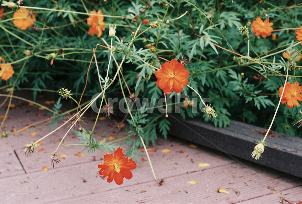 fall flowers,yellow cosmos,Anyang Stream,cloudy day,Emotional photo
