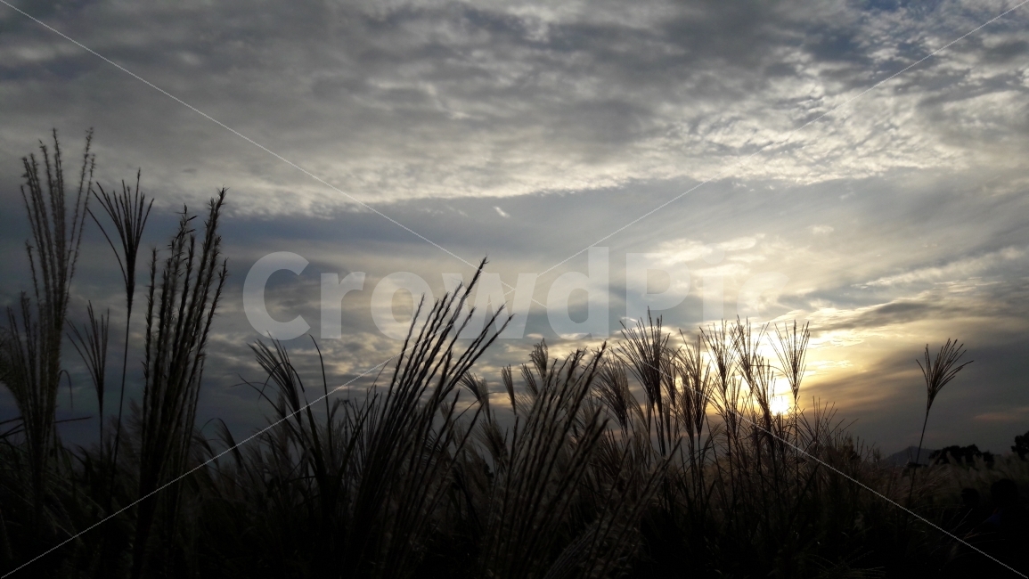 하늘공원,상암동,억새풀,축제,석양,가을,계절,fall,autumn,season,자연,풍경,nature,landscape,grass,잔디,plant,식물,outdoors,옥외