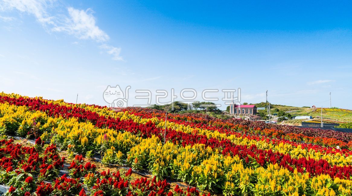 맨드라미,맨드라미꽃,빨간맨드라미,노랑맨드라미,파노라마,언덕,산비탈,비탈진,경사지,언덕배기,병풍도,축제,꽃밭,공원,울긋불긋,아름다운,섬마을,맨드라미축제,하늘,파란하늘,가을,계절,필드,field,자연,nature,옥외,outdoors,주택,마을,동네