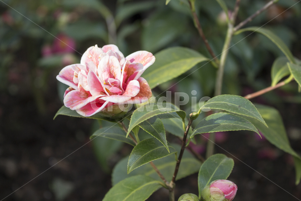 동백꽃,플라워,flower,camelliaflower,꽃,겨울꽃,감정,감성,아름다움,뷰티,식물,자연,plants,nature,꽃,flower
