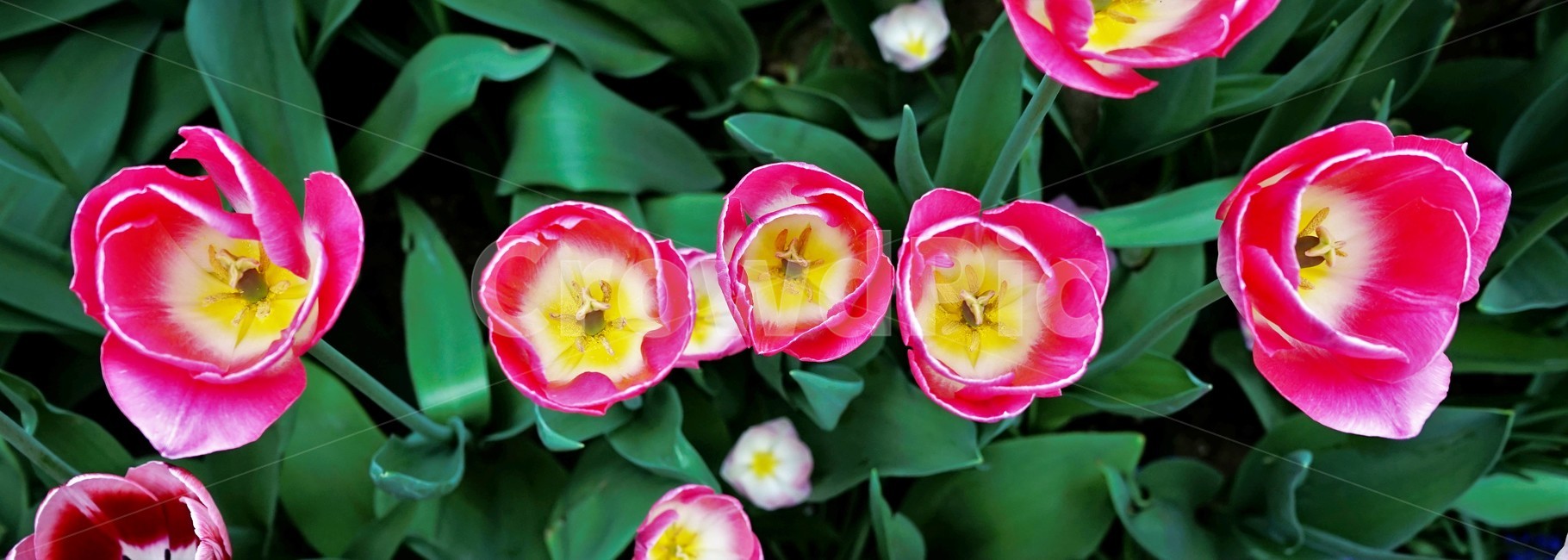 튤립,봄,bloom,꽃,식물,자연,화사함,꽃향기,tulip,colorful,floral,flower,gardenflowers,happymind,life,nature,plant,spring봄,spring,식물,자연,plants,nature,꽃,flower