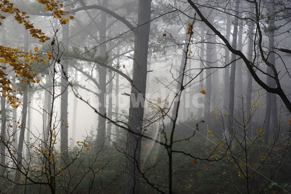가을,소나무,자연,나무,식물,감성,안개,단풍,풍경,자연풍경,nature,fall,autumn,trees,산속,가을,계절,fall,autumn,season,weather,날씨,outdoors,옥외,fog