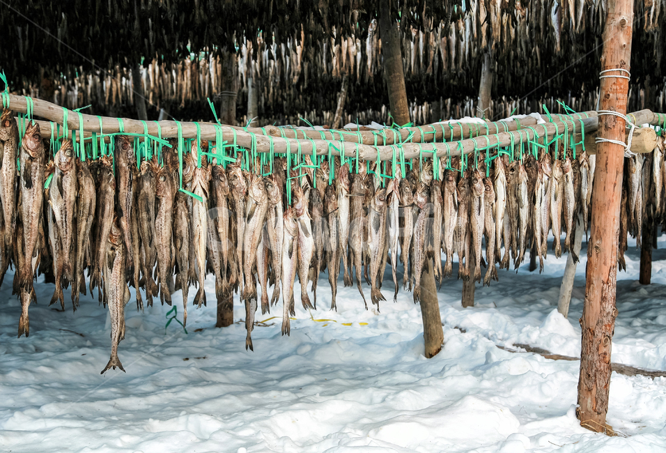 황태,덕장,황태덕장,겨울,인제,명태,건조,겨울,계절,winter,season,자연,풍경,nature,landscape