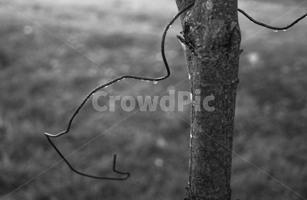 나무,철사,이슬,이슬방울,철,식물,자연,plants,nature,나무,trees,wood,흑백,모노톤,monochrome,black and white