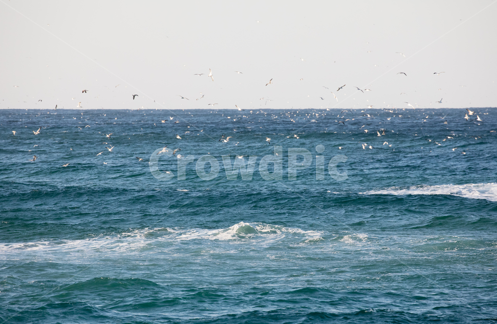 자연,동물,새,조류,버드,갈매기,파도,바다,동해,해안선,해변,하늘,outdoors,옥외,water,물,sea,nature,ocean,무리,한국자연풍경,한국자연경관,korea nature landscape