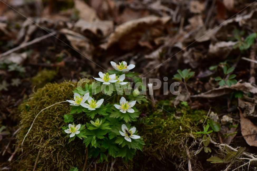 모데미풀,야생화,봄,꽃,풀꽃,자연,식물,식생,plants,nature,spring,season,flower