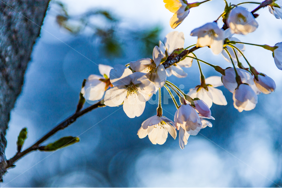 봄,꽃,벚꽃,벚꽃길,봄나들이,봄,계절,spring,season,식물,자연,plants,nature,꽃,flower,감성,sensible,feeling,plant