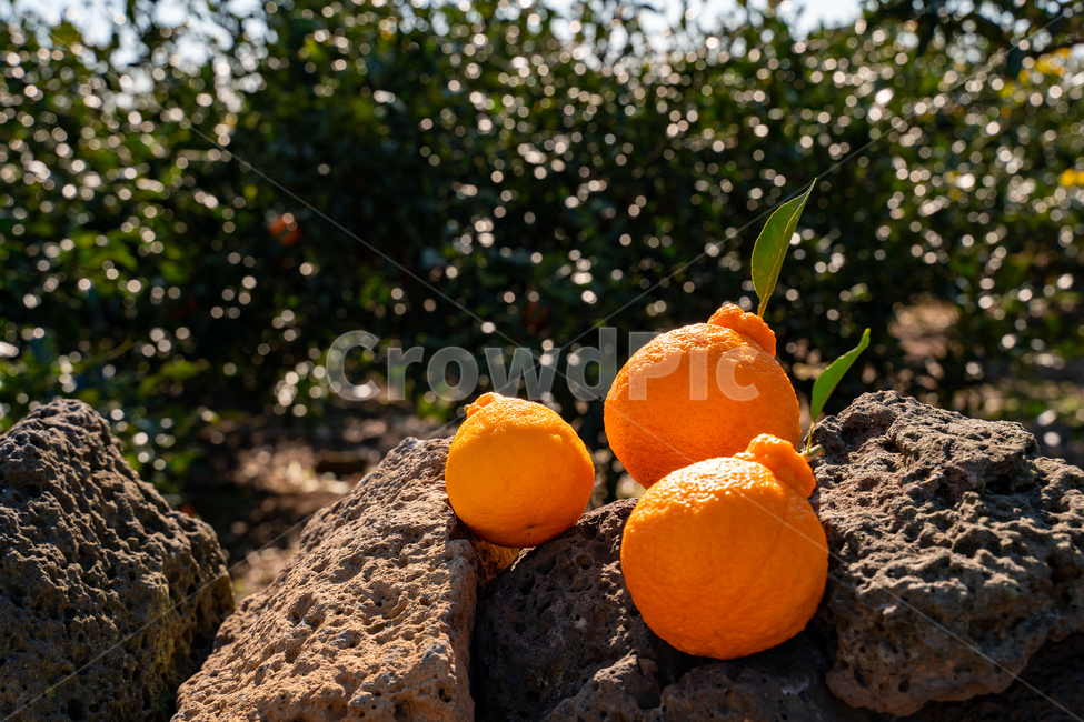 한라봉,감귤류과일,음식,과일,식물,주황색,열매,귤,감귤,자연,citrusfruit,food,fruit,plant,orange,hallabong,식재료,비타민,상큼,제주감귤,천혜향,하우스감귤,레드향,오렌지