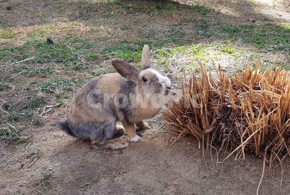 토끼,동물,animal,mammal,포유류,초식동물,rabbit
