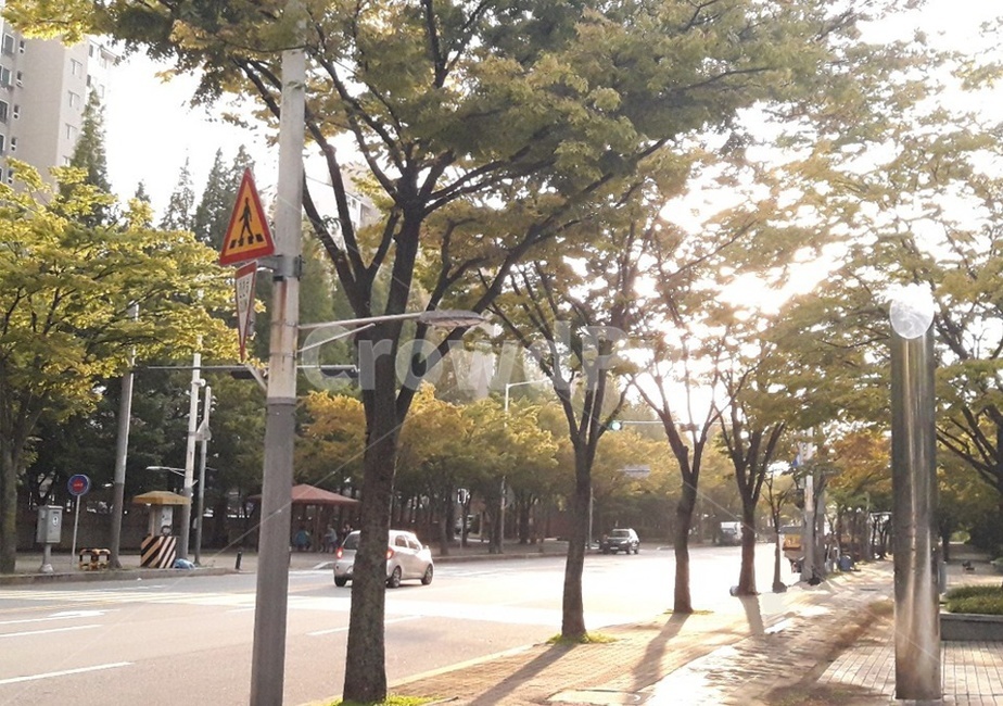 vehicle,car,차량,해,교통표지판,나무