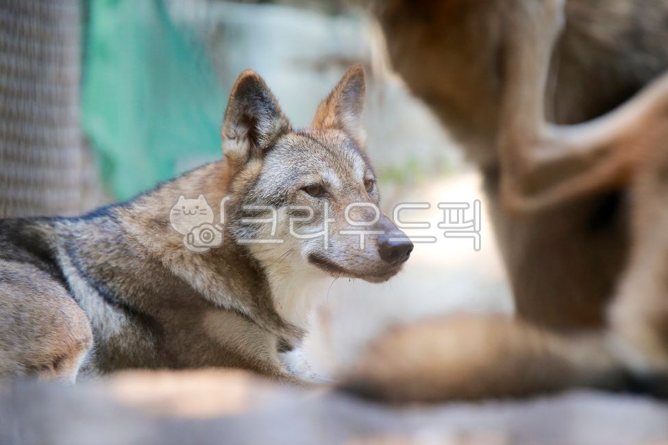 animal,동물,wolf,늑대,붉은늑대,redwolf,mammal,포유류,dog