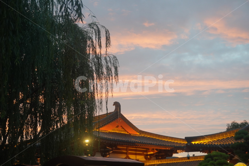 tree,나무,plant,식물,하늘,sky,노을,lamp,램프,조명,sunset
