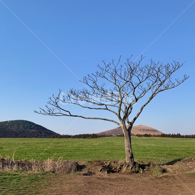 제주도,jeju,풍경,나무,오름,자연,풍경,nature,landscape,나무,trees,wood,field,들,grassland,목초지,outdoors,옥외,ground,바닥
