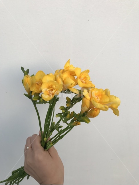 꽃,프리지아,노란색,꽃다발,손