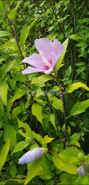 꽃,무궁화,핑크,보라,우리나라꽃,대한민국,가지,정원,화단,옥외,plant,식물