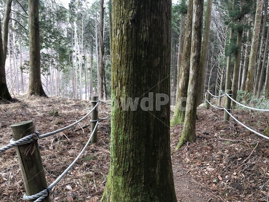 나무,자연,숲,풍경,tree