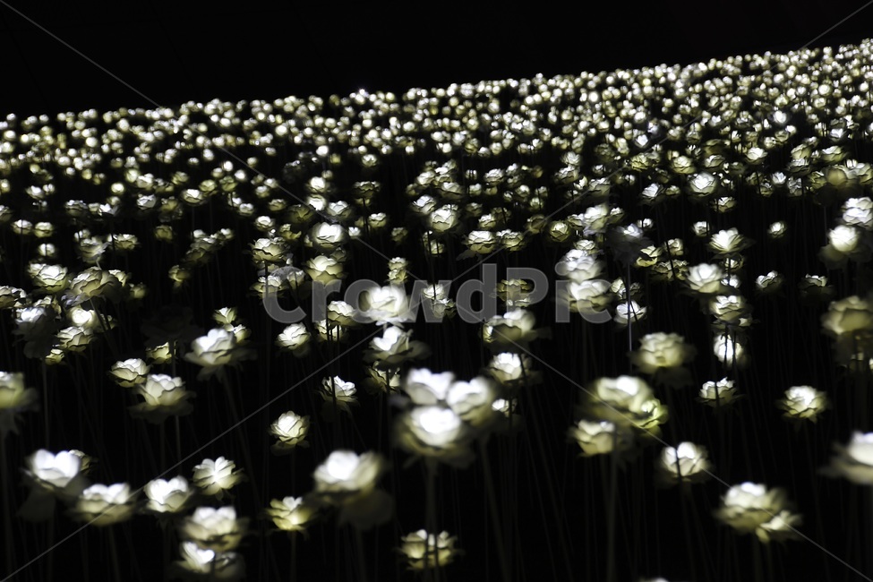 led,장미,rose,밤,야경,led장미,ddp,조명,빛,야경,밤,풍경,nightscape,night,landscape