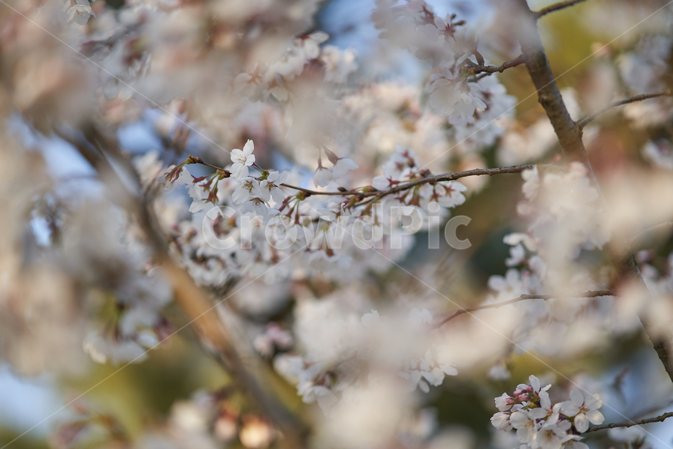 spring,flowers,botanical,봄,꽃