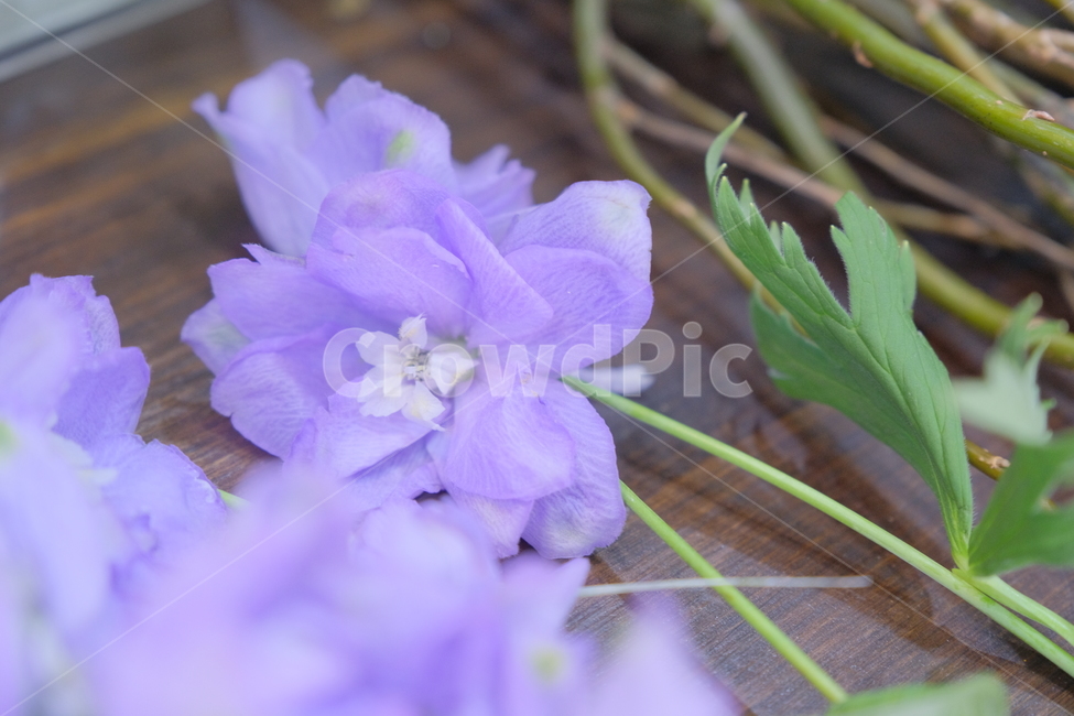 blossom,geranium,제라늄,plant,식물,flower